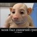 в мене був свинячий грип